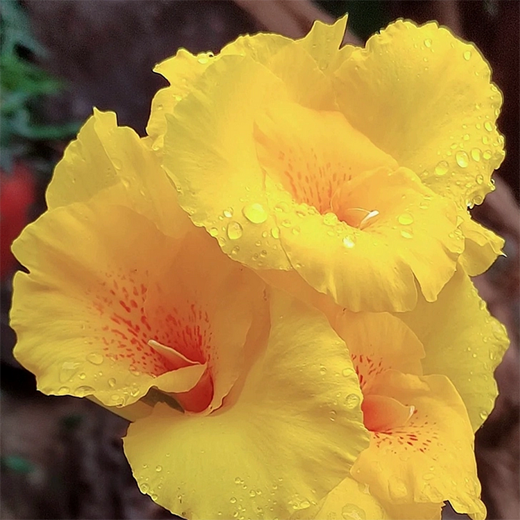 Canna Bulbs